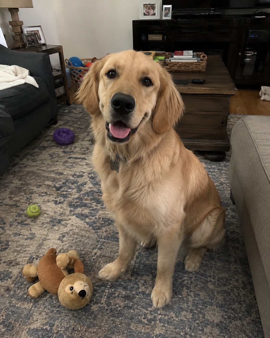 An ordinary phone photo of a pets subject before editing